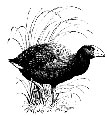 Ornithological Society of New Zealand