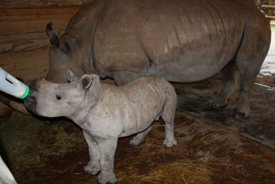 Hamilton Zoo Rhino